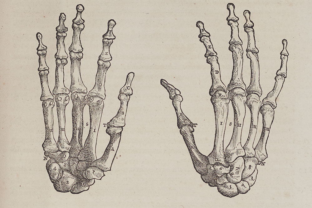 <p>Observational anatomical drawing of human hands.</p>
