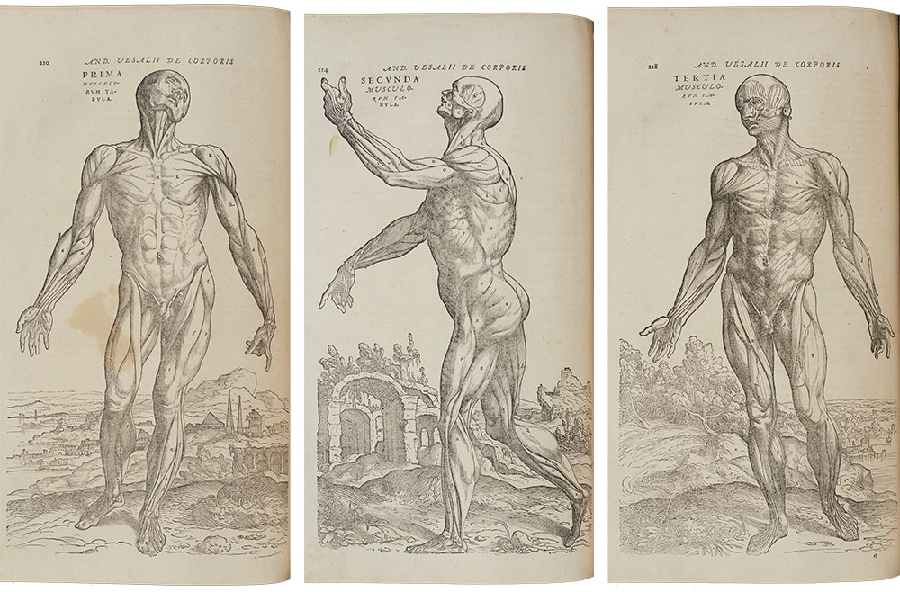 <p>Observational anatomical drawings of a human showing top level of muscles. Vesalius’ ‘Fabric of the Human Body’, 1543 included drawings which start with a complete image of the human body and works down showing muscles, veins and eventually bones.</p>
