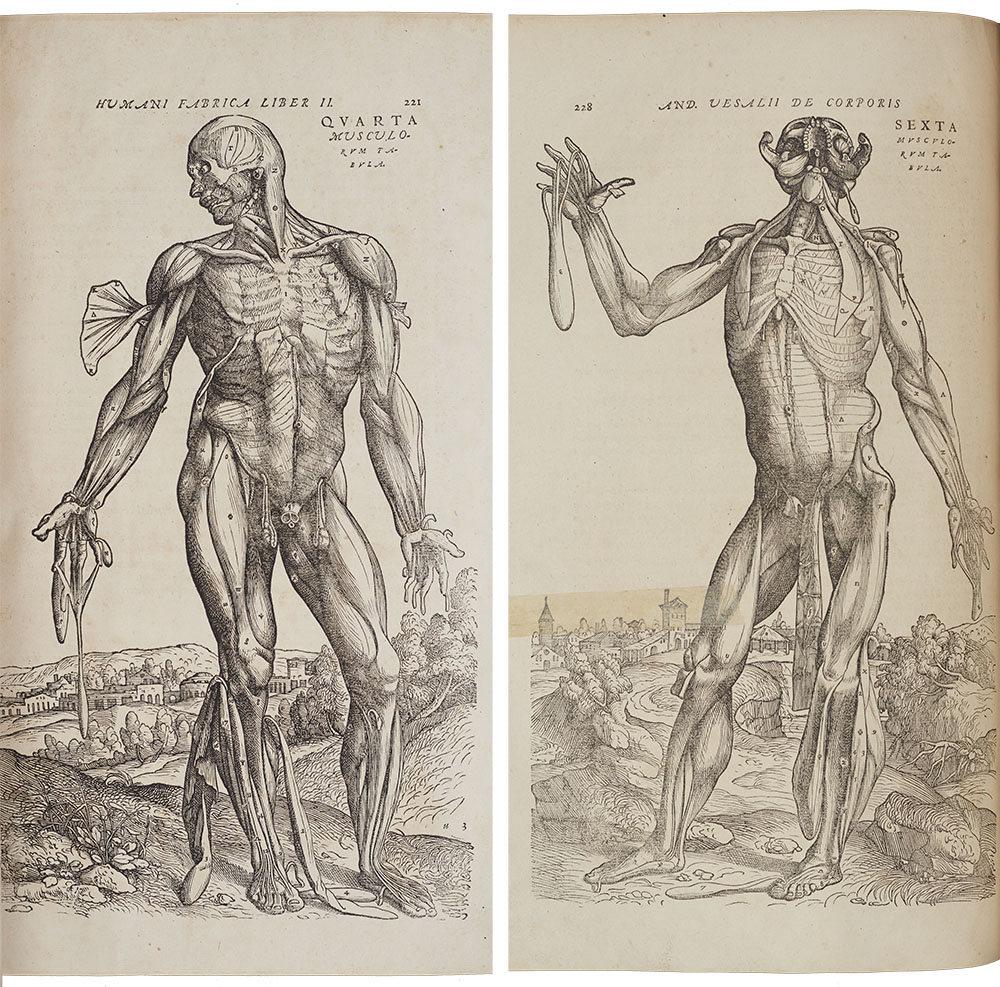 <p>Observational anatomical drawings of a human showing the skin removed and muscles below. Veslius labelled all the detailed drawings and related it to text to help with learning anatomy of the human body. Vesalius had consecutive drawings completed to show each layer down to the skeleton.</p>
