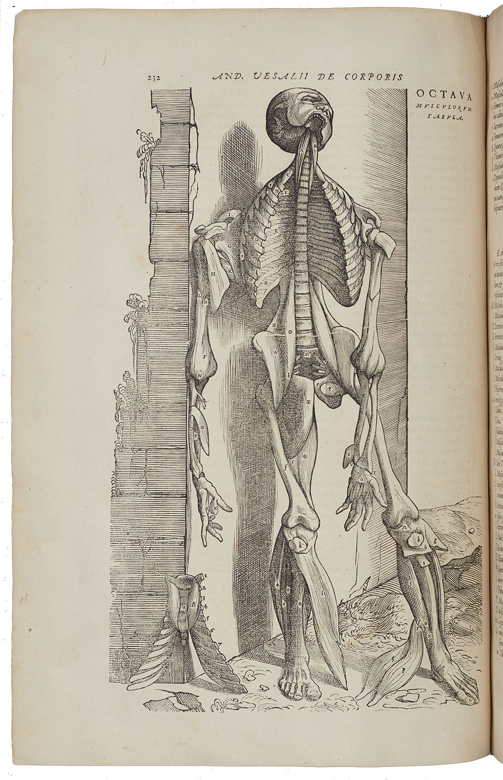<p>Observational anatomical drawing of a human showing the removal of skin and muscles to show the human skeleton. Vesalius’ ‘Fabric of the Human Body’ was a turning point in medicine for the detailed drawings and descriptions it offered of human anatomy.</p>
