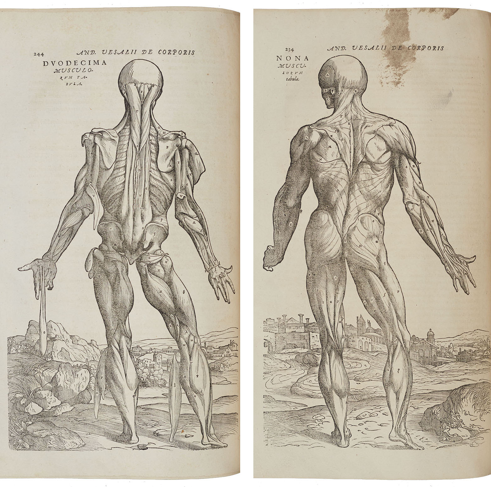 <p><strong>Left image</strong>: Observational anatomical drawing of a human. Due to it’s detailed accurate labelled drawings and accompanying text Vesalius’ ‘Fabric of the Human Body’ was a turning point in the history of medicine.</p>
<p><strong>Right image:</strong> Observational anatomical drawing of a human showing the skin removed and muscles below. Vesalius labelled all the detailed drawings and related it to text to help with learning anatomy of the human body. Vesalius had consecutive drawings completed to show each layer down to the skeleton.</p>
