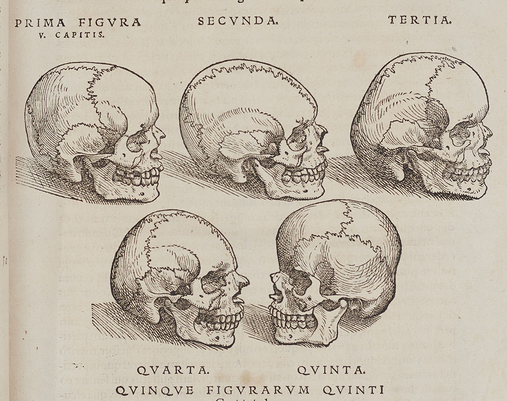 <p>Observational anatomical drawings of human skulls.</p>
