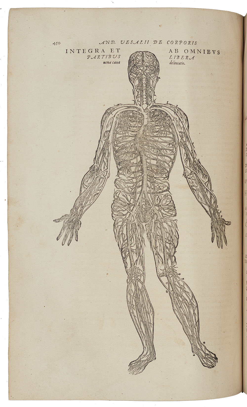 <p>Observational anatomical drawing showing the blood vessels in a human.</p>
