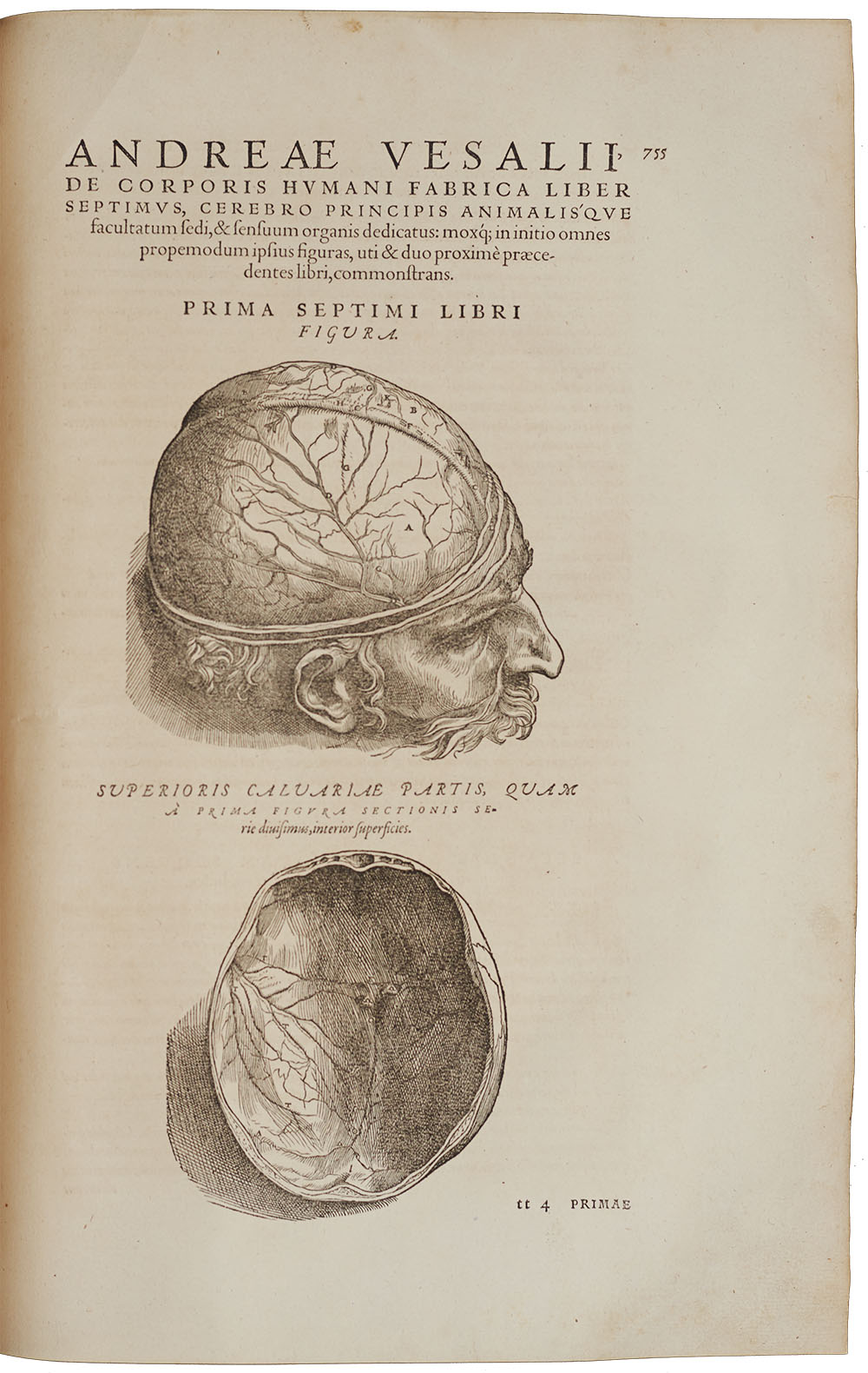 <p>Observational anatomical drawing of a human head with the top level removed.</p>
