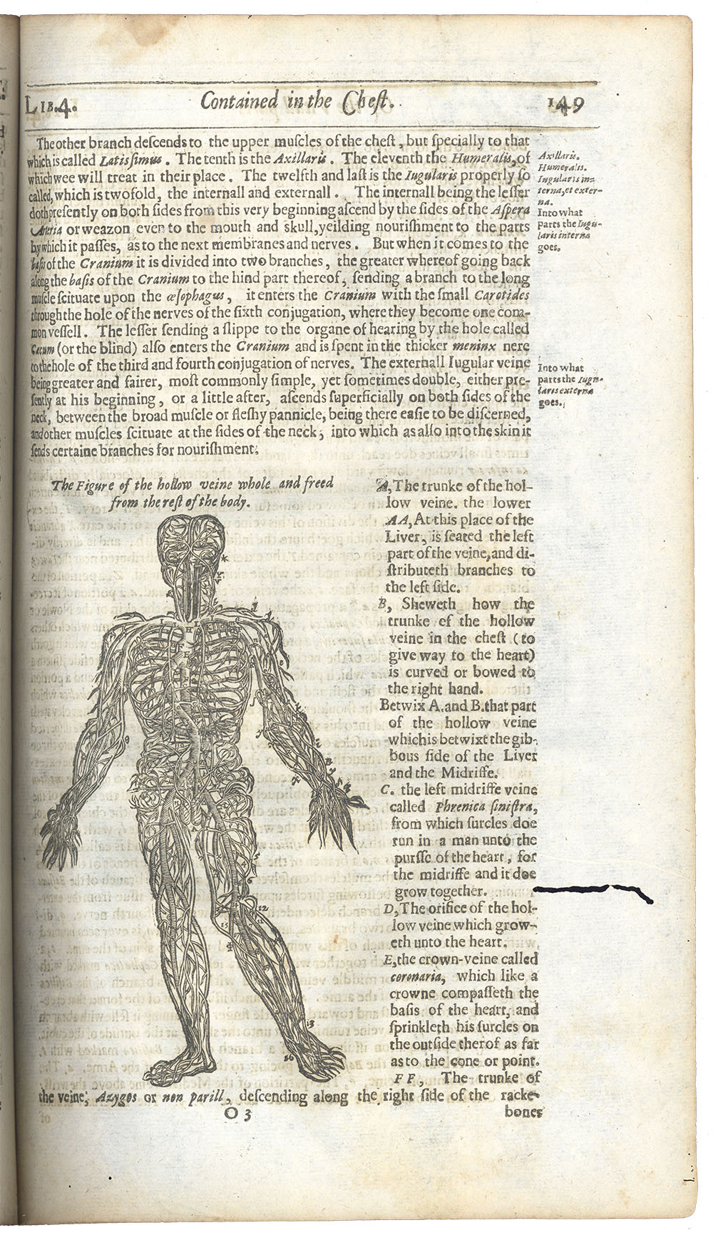 <p>Page 149. Image of veins of body.</p>
