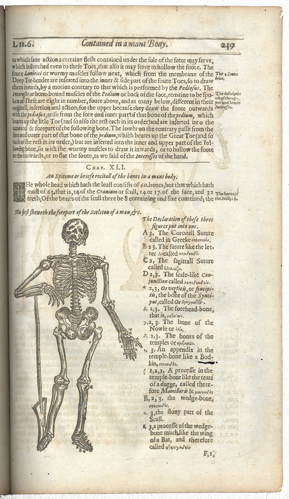 <p>Page 239. Image of a skeleton.</p>
